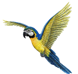 Amazon macaw
