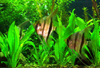 Mongabay